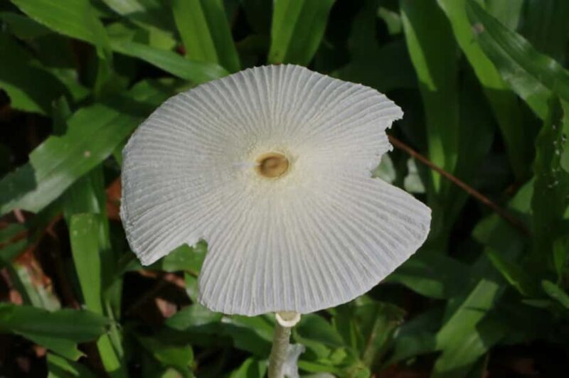 Chiang Mai: Hill Tribes Trek (Palong) with Lunch & Transfers - FAQ