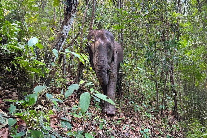 Chiang Mai: Inthanon, Elephant Sanctuary Observation & Waterfall - Good To Know