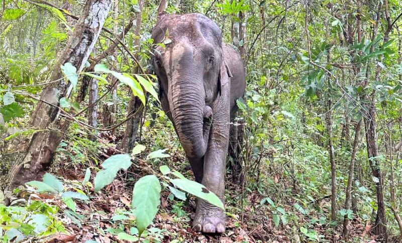 Chiang Mai: Inthanon, Ethical Elephant Sanctuary & Waterfall - FAQs