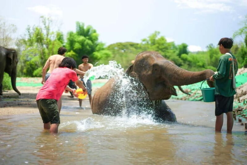 Chiang Mai: Jungle Jumbo Elephant Sanctuary with Waterfall - A Closer Look at the Experience