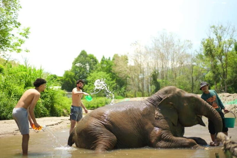 Chiang Mai: Jungle Jumbo Elephant Sanctuary with Waterfall - FAQs