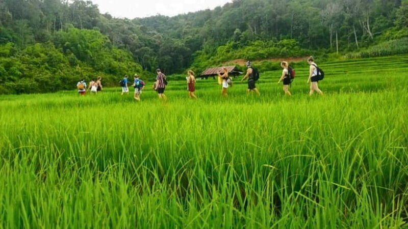 Chiang Mai: Jungle Trek, Elephants care & Bamboo Rafting - Navigating the Variability