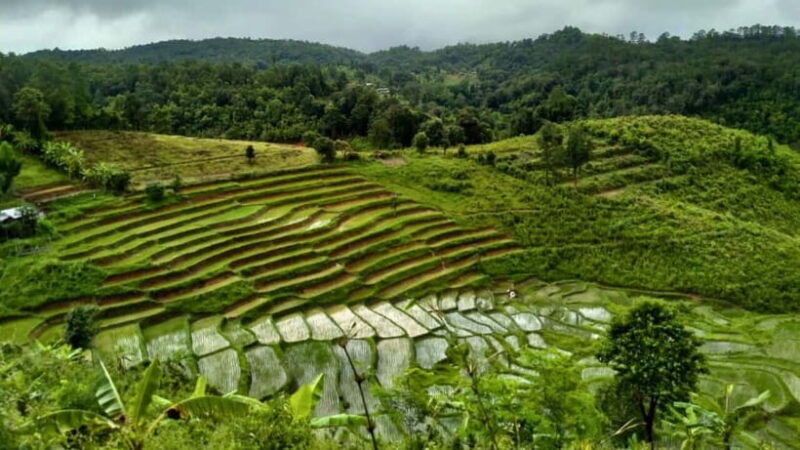 Chiang Mai: Jungle Trek, Elephants care & Bamboo Rafting - Possible Drawbacks and Considerations