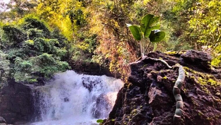 Chiang Mai: Jungle Trek, Hill Tribe & Bamboo Rafting - Jungle Trek Experience