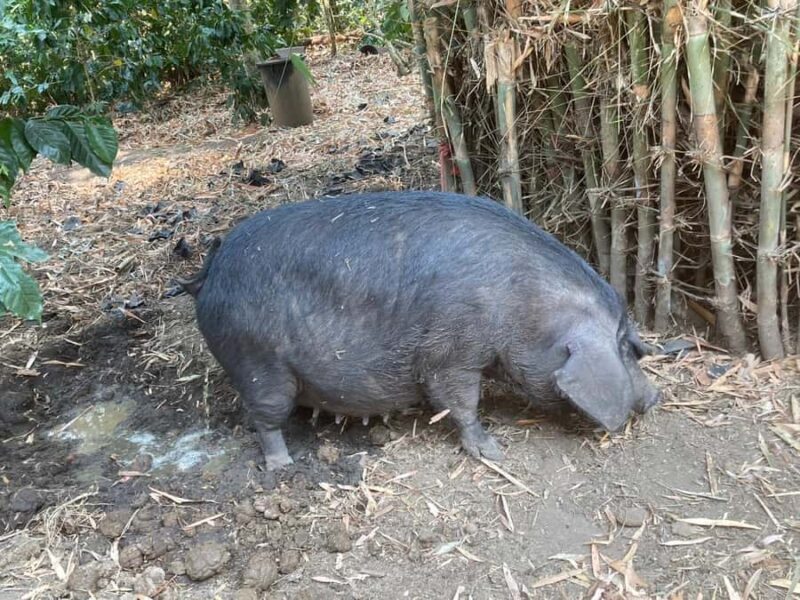 Chiang Mai: Karen Culture, Coffee & Nature Experience - FAQ