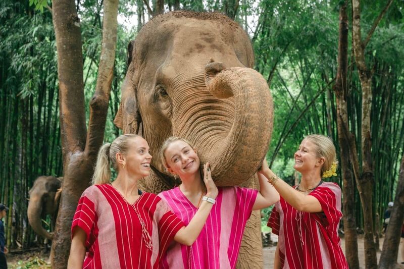 Chiang Mai Kerchor Elephant Eco Park Tour (from Chiang Mai) - Feeding, Walking And The Mud Spa