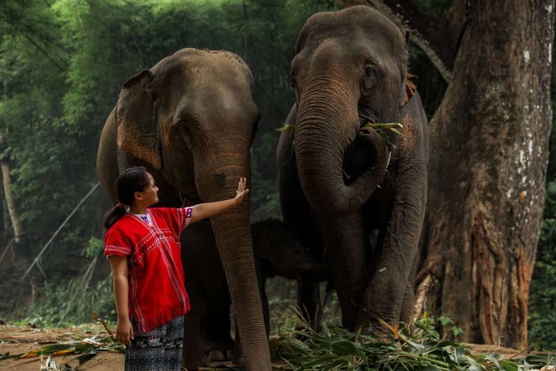 Chiang Mai Kerchor Elephant Eco Park Tour (from Chiang Mai) - Thai Food And The Full-Day Add-On