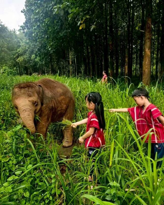 Chiang Mai Kerchor Elephant Eco Park Tour (from Chiang Mai) - What To Pack And How To Choose