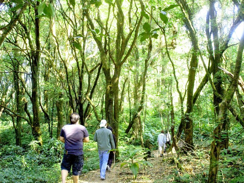 Chiang Mai Kew Mae Pan Nature Trail & Doi Inthanon Full-Day Tour - Guides, group pace, and what can go wrong