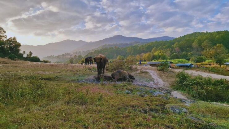Chiang Mai: Living Green Elephant Sanctuary & Intanon Hiking - Pricing Details