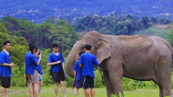 Chiang Mai: Living Green Elephant Sanctuary & Intanon Hiking - Sanctuary Highlights