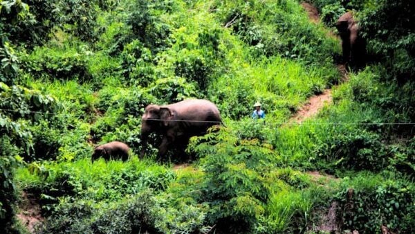 Chiang Mai: Living Green Elephant Sanctuary & Intanon Hiking - Questions You May Have