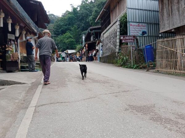 Chiang Mai: Mae Kampong Village, Hot Springs & Bor Sang Tour - Customer Feedback