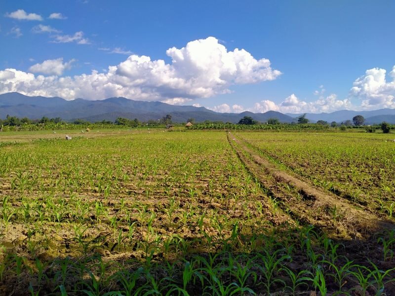 Chiang Mai Mae Ping Valley Half-Day Small Group Cycling Tour - Should you book the Mae Ping Valley ride?