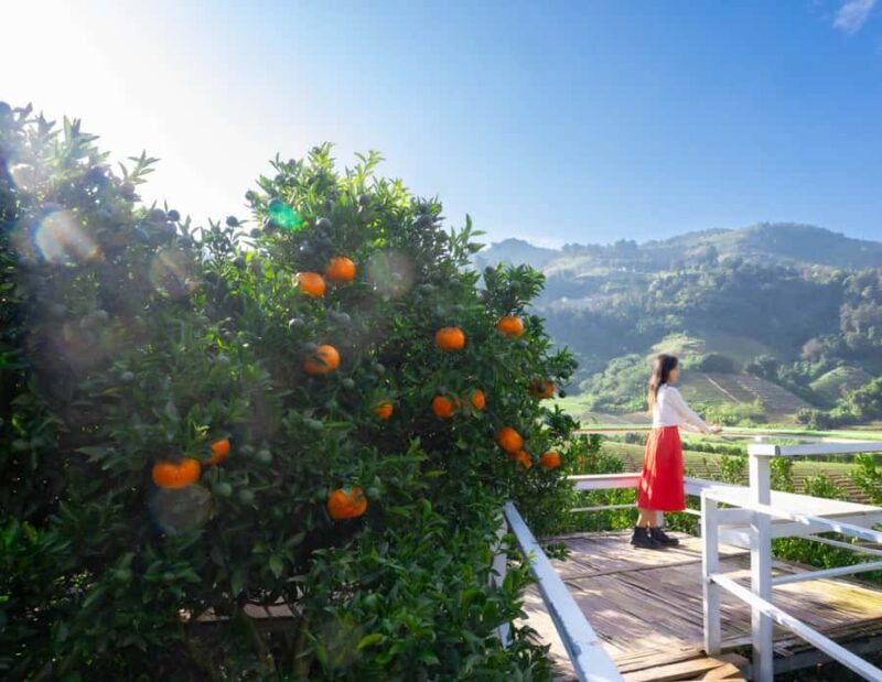 Chiang Mai: Mon Jam Flower Hills, Alpaca Cafe & Dantewada - Meeting the Alpacas