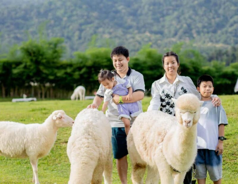 Chiang Mai: Mon Jam Flower Hills, Alpaca Cafe & Dantewada - Review Highlights & Tips