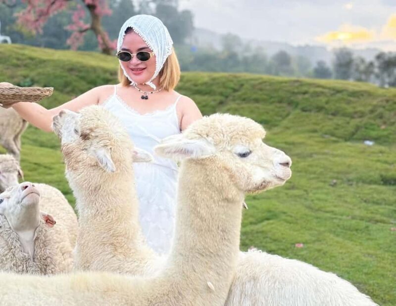 Chiang Mai: Mon Jam Flower Hills, Alpaca Cafe & Dantewada - The Sum Up