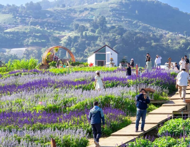 Chiang Mai: Mon Jam Flower Hills, Alpaca Cafe & Dantewada - Who Should Consider This Tour?