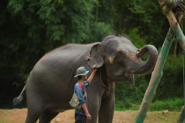 Chiang Mai: National Elephant Care & Rafting/Ziplines Trip - The Sum Up