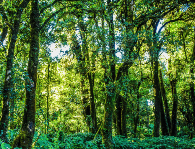 Chiang Mai: Nature Exploration at Doi Inthanon National Park - Hiking and Nature Trails