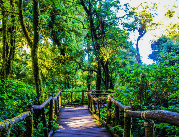 Chiang Mai: Nature Exploration at Doi Inthanon National Park - Questions You May Have