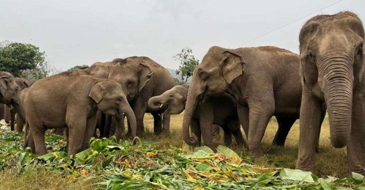 Chiang Mai: New Elephant Home Elephant Care Program - Booking Information