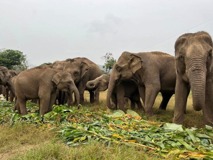 Chiang Mai: New Elephant Home Elephant Care Program - Activity Highlights