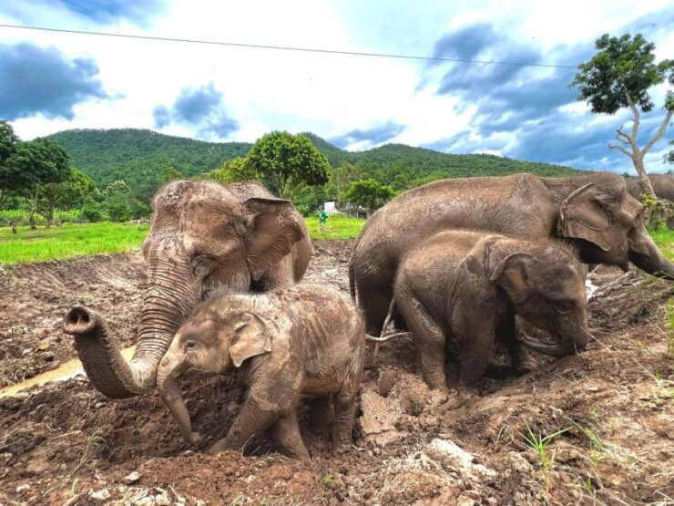 Chiang Mai: New Elephant Home Walking With Giants Tour - Tour Overview