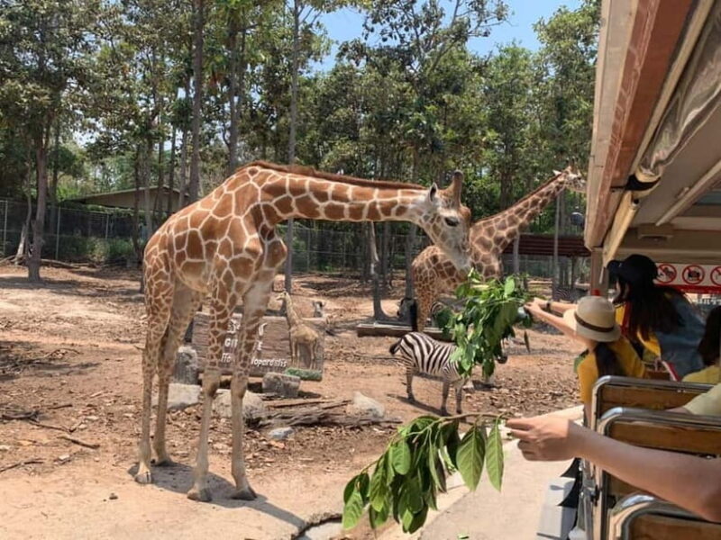 Chiang Mai Night Safari: Entry Ticket with Tram Ride - Why This Experience Works