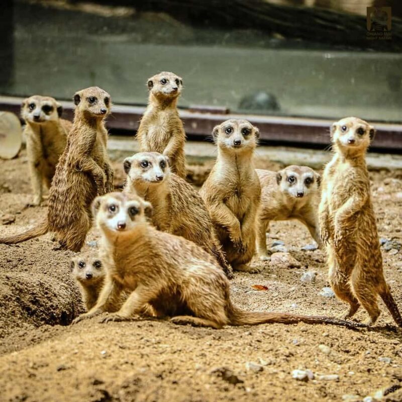 Chiang Mai Night Safari: Flexible Pickup, Ticket & Transfers - Final Thoughts: Is it Worth It?