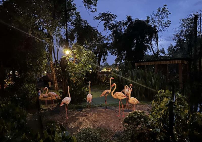 Chiang Mai Night Safari: Flexible Pickup, Ticket & Transfers - The Real Experience: What Travelers Say