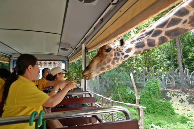 Chiang Mai Night Safari Full Access Ticket & Optional Pickup - Final Thoughts: Is It Worth It?