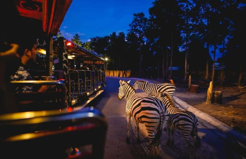 Chiang Mai Night Safari Full Access Ticket & Optional Pickup - Experience Highlights