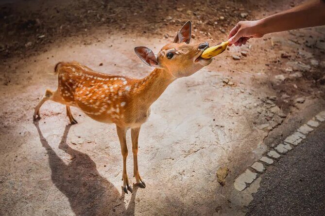 Chiang Mai Night Safari Park Ticket - An In-Depth Look at Chiang Mai Night Safari