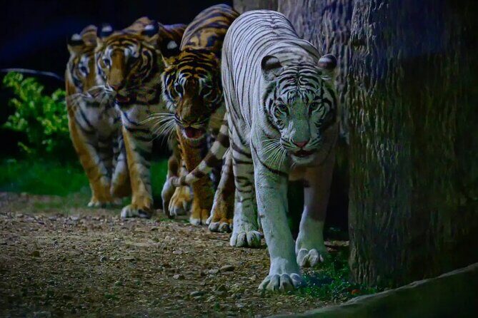 Chiang Mai Night Safari Park Ticket - FAQs