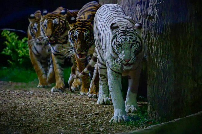 Chiang Mai Night Safari Park Ticket - Final Thoughts: Is the Chiang Mai Night Safari Worth It?