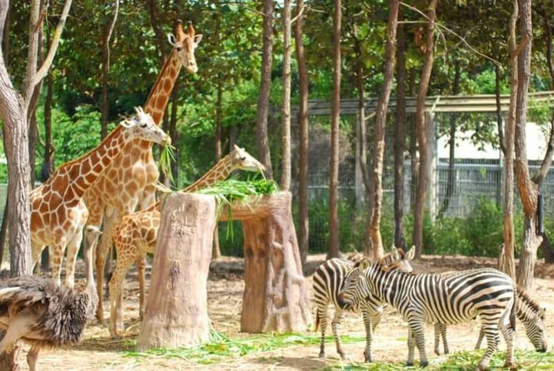 Chiang Mai Night Safari with Hotel Transfer - Key points to know before you go