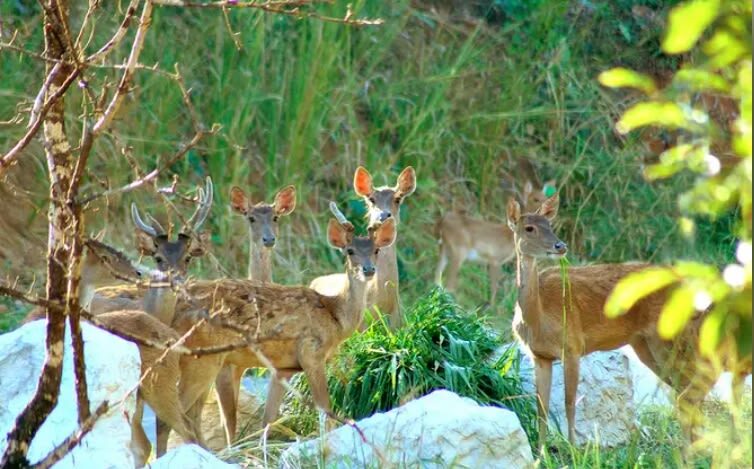 Chiang Mai Night Safari with Hotel Transfer - Hotel transfer: convenient, with a traffic caveat