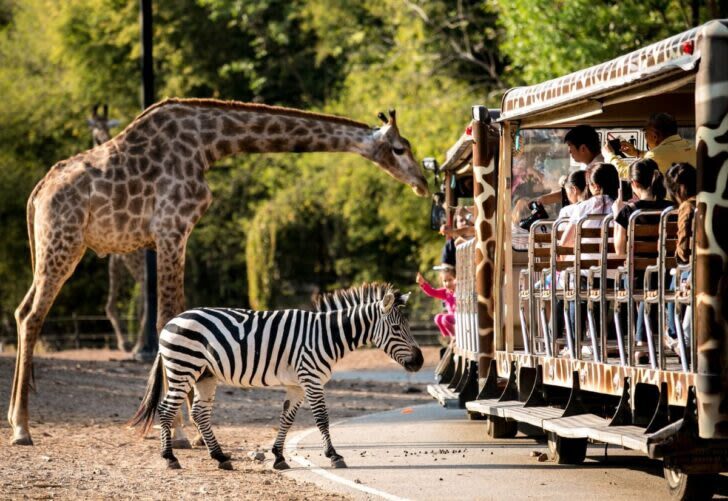 Chiang Mai Night Safari with Hotel Transfer - What the low starting price does, and does not, tell you