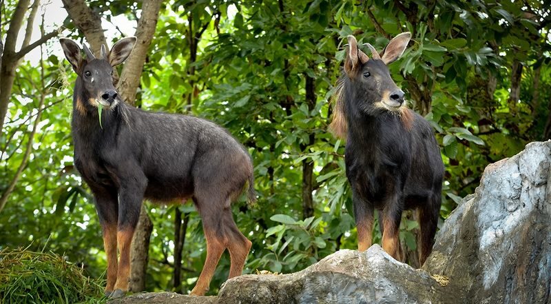 Chiang Mai Night Safari with Hotel Transfer - Who is likely to enjoy this outing