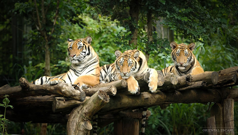 Chiang Mai Night Safari with Hotel Transfer - Booking, weather, and cancellation details