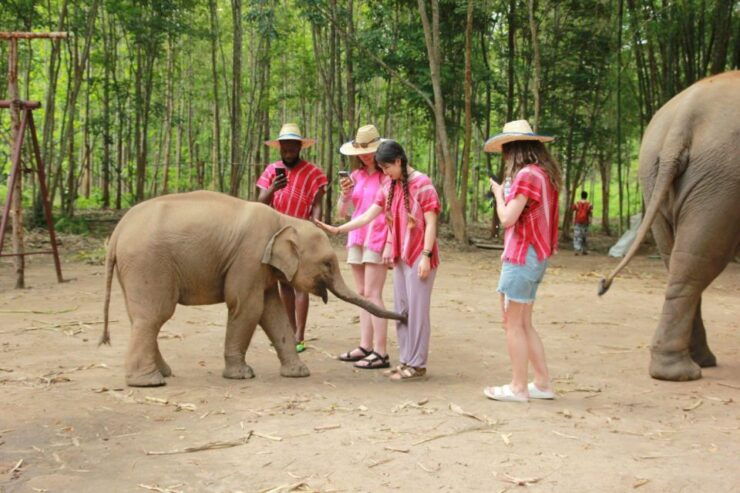 Chiang Mai: One Day Elephant Bamboo Rafting Waterfall - Elephant Interaction