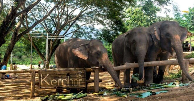 Chiang Mai: One Day Elephant Bamboo Rafting Waterfall - Things to Do in Chiang Mai