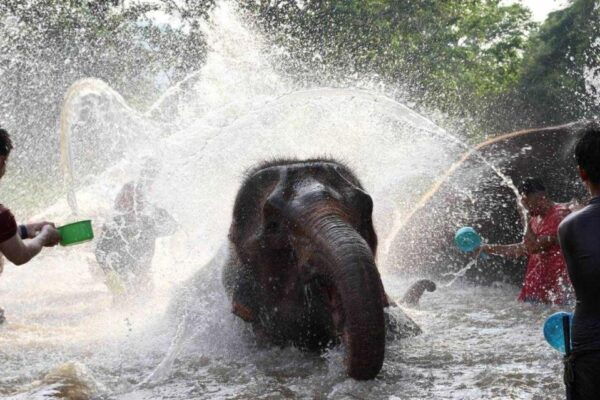 Chiang Mai: One Day Elephant Bamboo Rafting Waterfall - The Sum Up