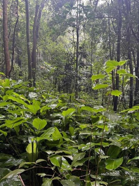 Chiang Mai: One Day, Only Walking Doi Saket Hiking. - Experience Highlights