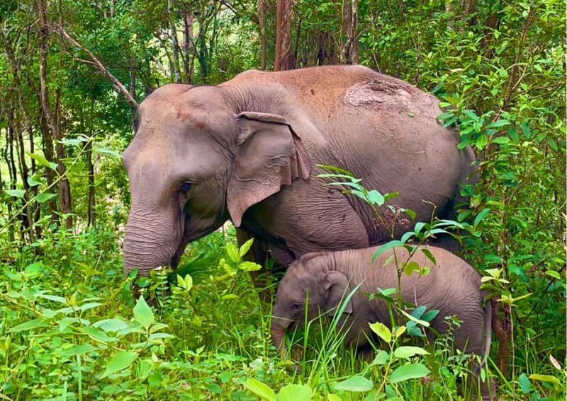 Chiang Mai: Overnight Doi Inthanon & Hands-Off Elephant Tour - Exploring the Itinerary in Detail