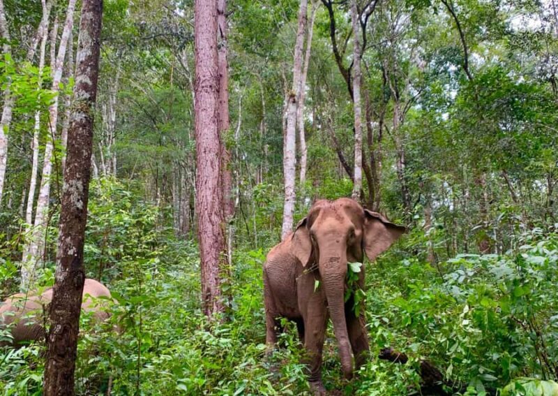 Chiang Mai: Overnight Doi Inthanon & Hands-Off Elephant Tour - FAQ