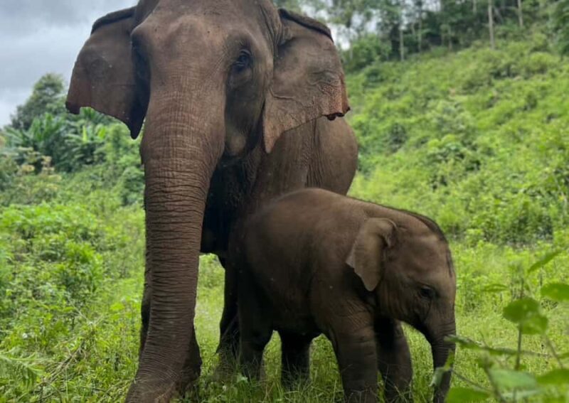 Chiang Mai: Overnight Doi Inthanon & Hands-Off Elephant Tour - Exploring Doi Inthanon & the Scenic Highlands