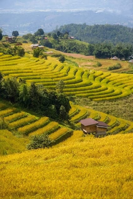 Chiang Mai : Pa Bong Piang Rice Terraces & Doi Inthanon - Discovering Phra Mahathat Pagodas