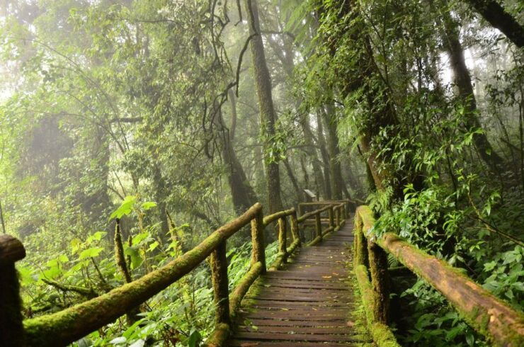 Chiang Mai: Pha Dok Siew Nature Trail & Doi Inthanon Trip - Activity Details